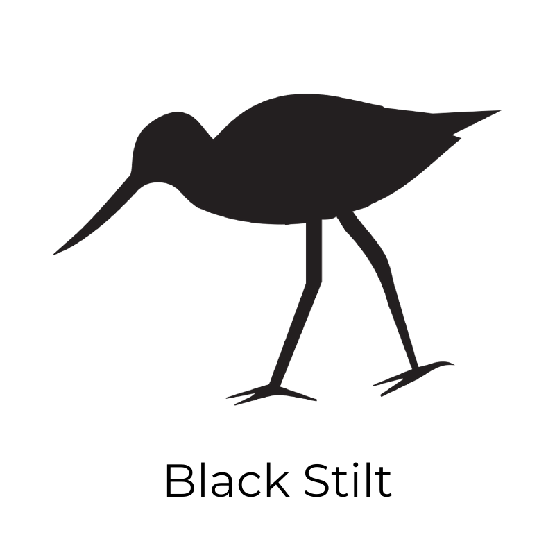 blackstilt_1.png