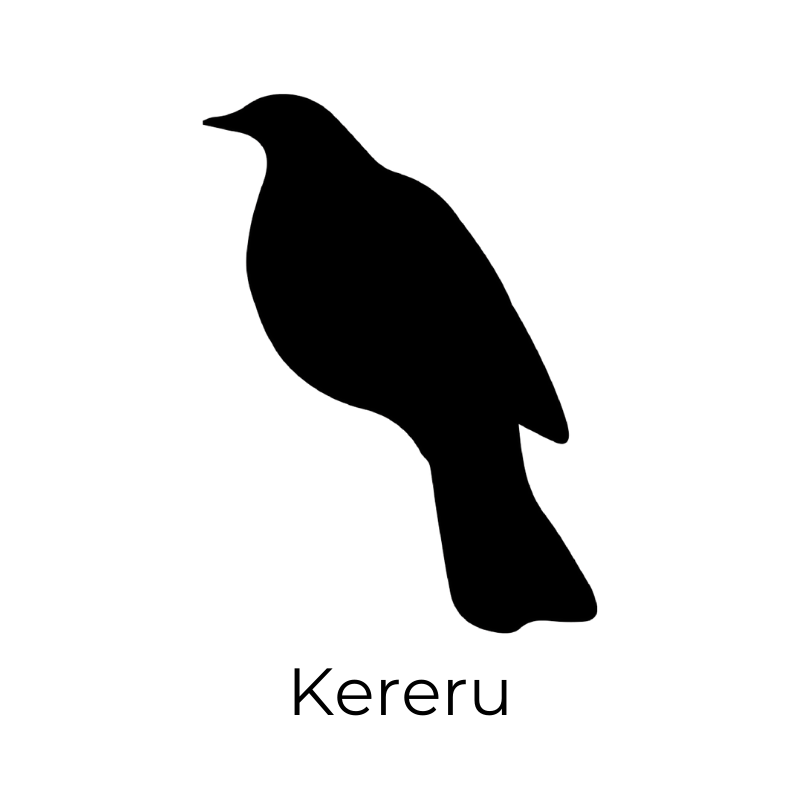 kereru_1.png