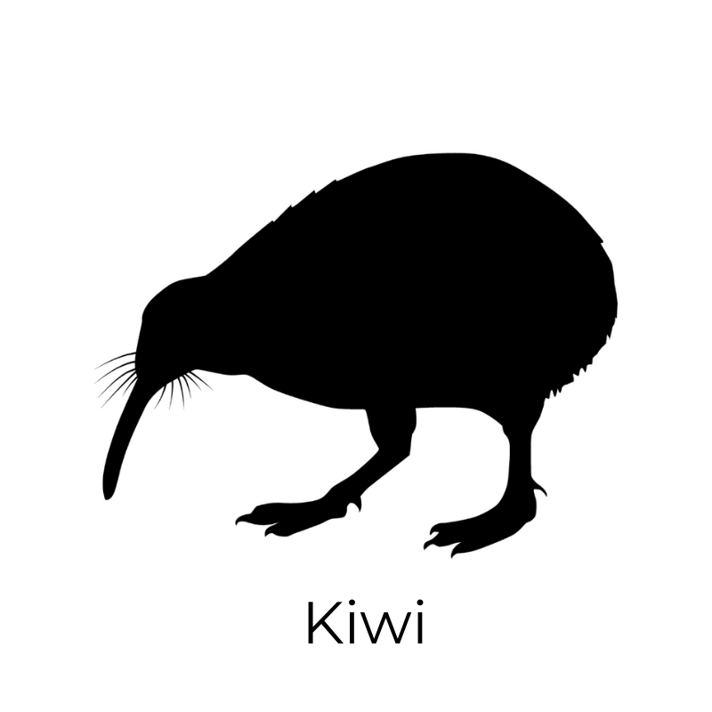 kiwi_5.png